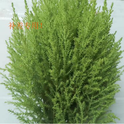 优先换货！！特殊情况！！【店长专用链接】