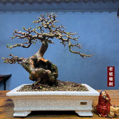 老桩榆树小叶榔榆怪桩造型盆景