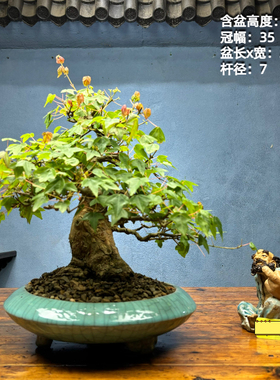 老桩三角枫小叶红叶三角枫唐枫矮霸三角枫带盆发货枫树盆景盆栽