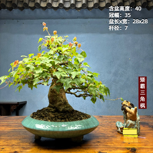老桩三角枫小叶红叶唐枫三角枫