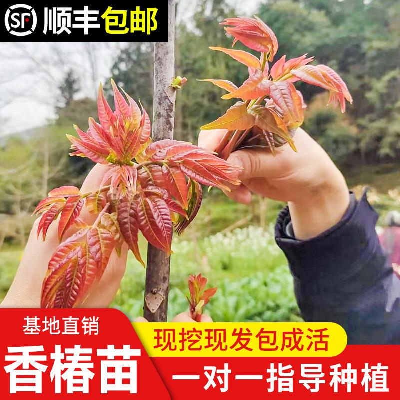 香椿苗红油香椿树苗香春树的树苗桌面绿植