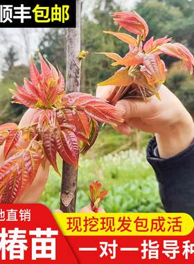 香椿苗红油香椿树苗香春树的树苗新鲜盆地栽香春芽树果树果苗盆栽