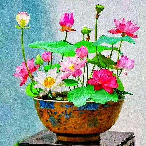 锦染四季开花无土水培荷花莲子