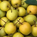 北京平谷小蜜梨新鲜水果蜜梨梨多汁薄皮酥梨甜梨老品种梨5斤 包邮