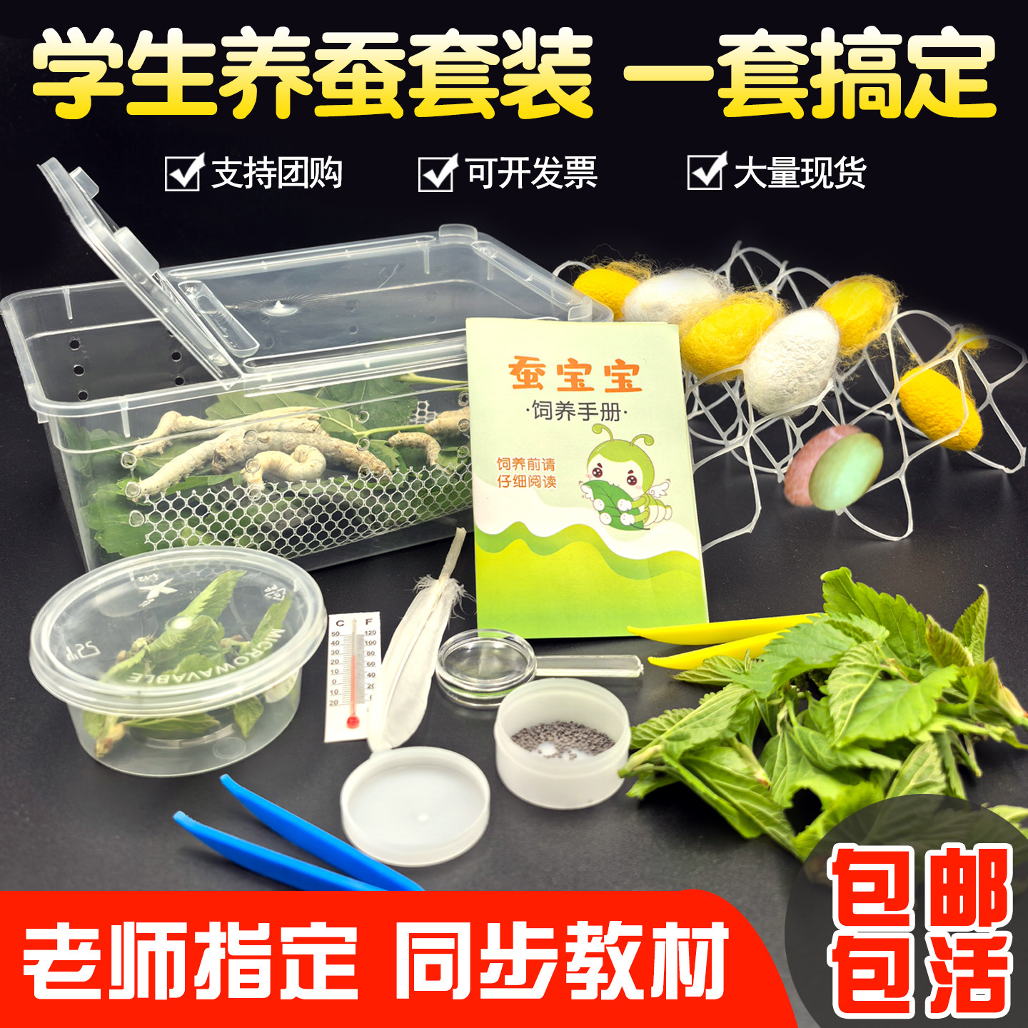 蚕宝宝学生养蚕套装蚕卵小蚕籽活体春蚕彩色幼蚕1龄234龄新鲜桑叶