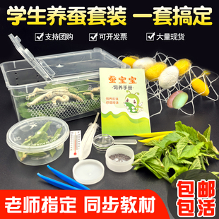 蚕宝宝学生养蚕套装蚕卵小蚕籽活体春蚕彩色幼蚕1龄234龄新鲜桑叶