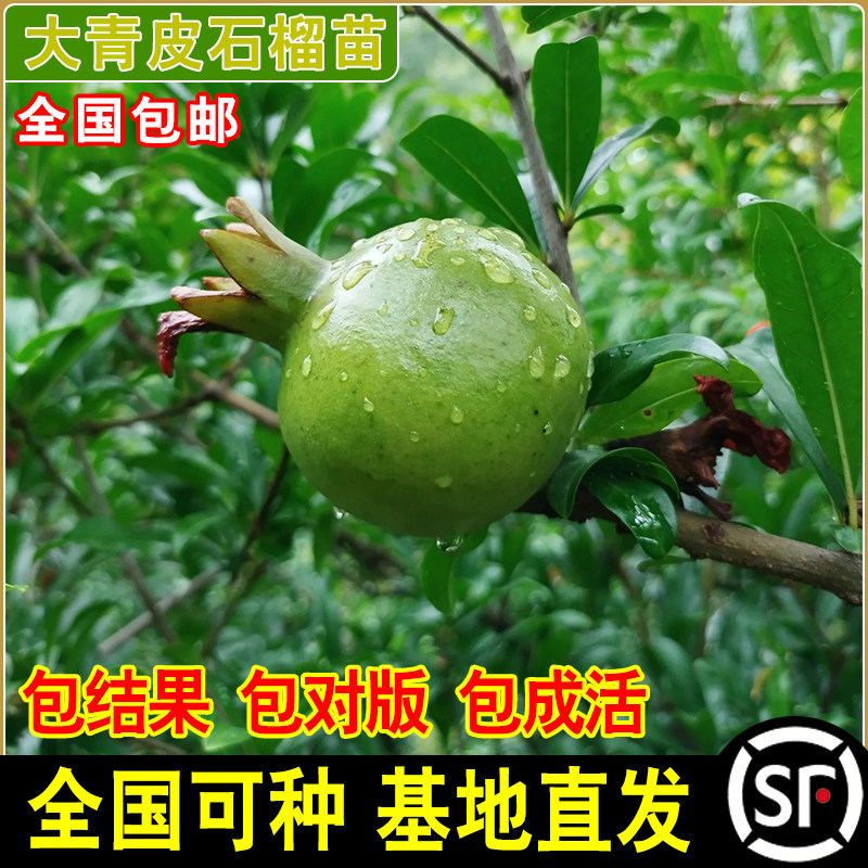 大青皮甜石榴苗 北方南方种植 软籽甜石榴树苗 果树 新品种石榴苗