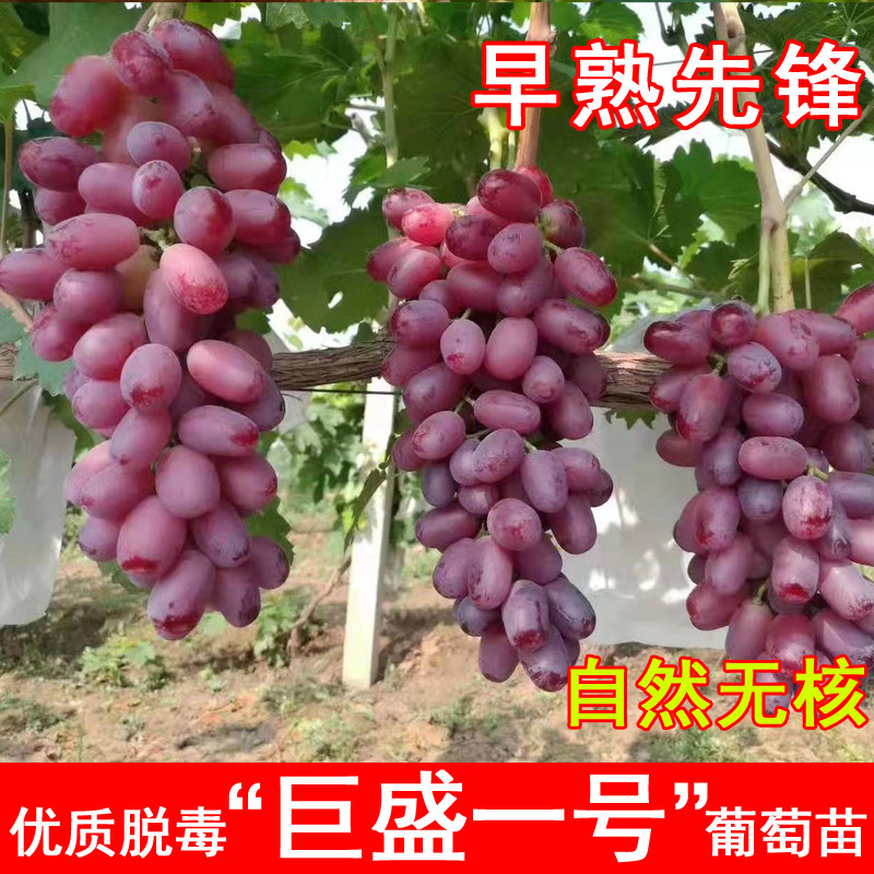巨盛一号葡萄苗特早熟无核爬藤葡萄树苖北南方种植当年结果果树苗