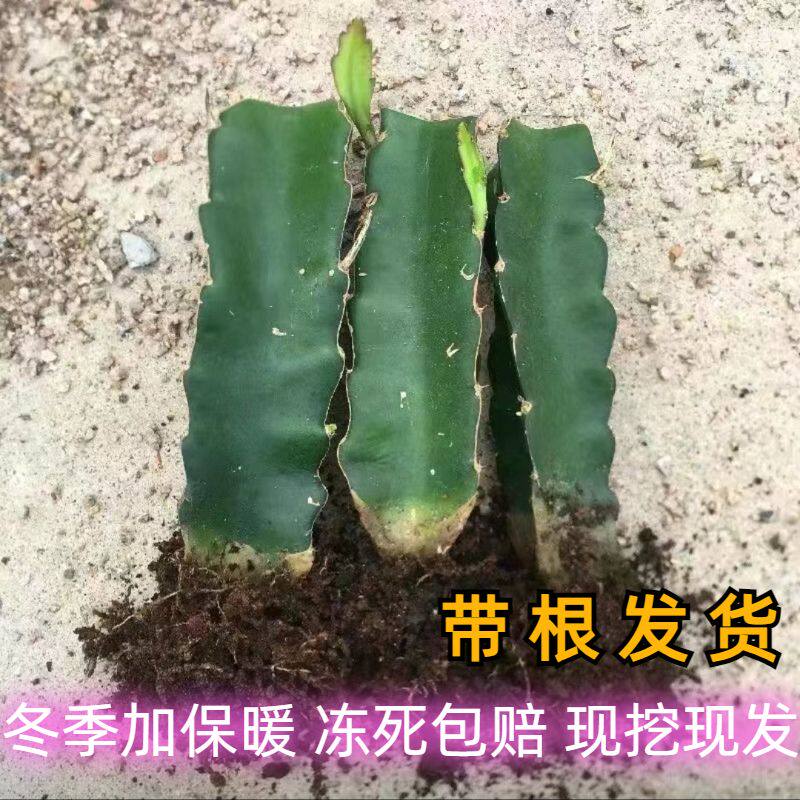 三角柱嫁接专用砧木火龙果苗枝条蟹爪兰猴尾令箭荷花仙人掌仙人球