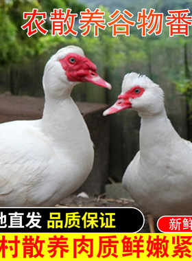 农家散养红嘴番鸭子肉顺丰包邮