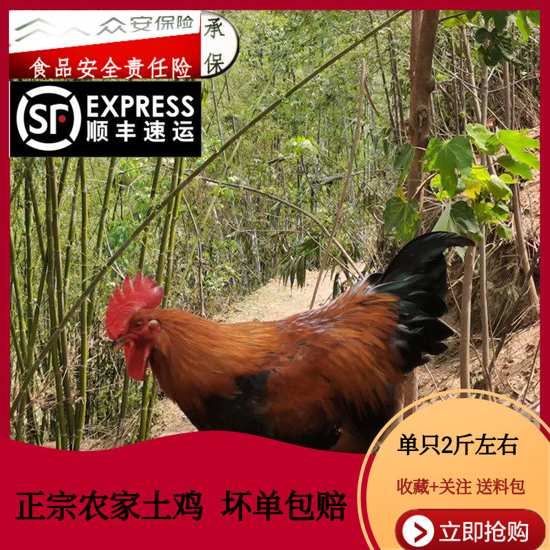 农家散养小公鸡土鸡肉杂粮喂养新鲜现杀黄油大盘鸡童子鸡全国包邮,水产肉类/新鲜蔬果/熟食,鸡肉/鸡肉制品,淘宝优惠券,粉丝福利购,淘宝优惠卷