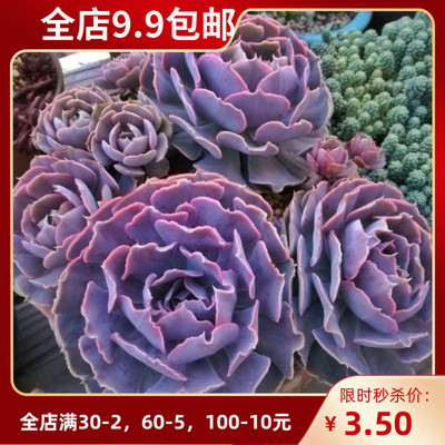 抵园之舞沙漠之星桌面多肉植物