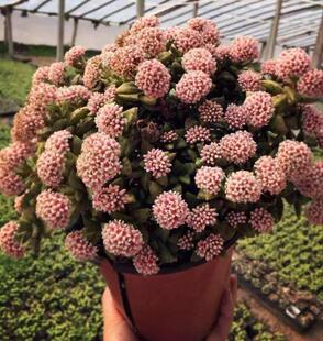 神童又叫新娘手捧花卉绿植稀有多肉植物盆景室内小盆栽多肉肉