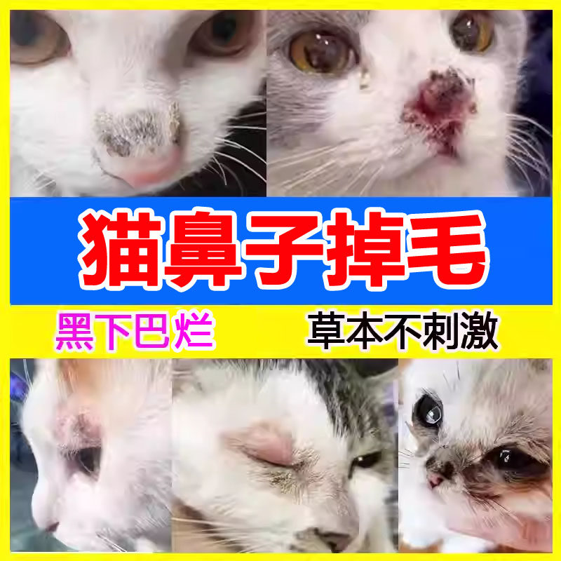 猫鼻子掉毛烂了烂鼻子猫咪屁股嘴烂黑结痂长藓猫鼻癣黑下巴尾巴耳