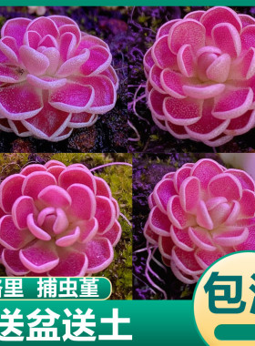 弗洛里捕虫堇 红色食虫草捕蝇草趣味驱蚊盆栽粘小黑飞虫多肉植物