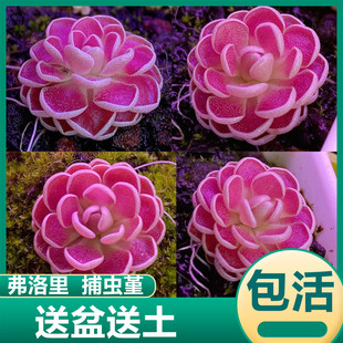 弗洛里捕虫堇 红色食虫草捕蝇草趣味驱蚊盆栽粘小黑飞虫多肉植物
