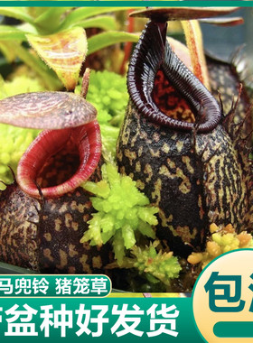 显目马兜铃猪笼草 稀有食虫植物驱蚊草吃虫子苍蝇捕虫草绿植盆栽