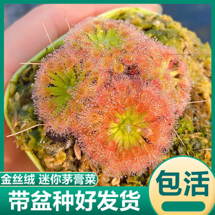 金丝绒迷你茅膏菜食虫植物驱蚊草小型捕蝇草食虫草生态缸造景植物