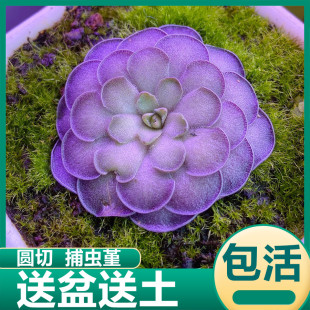 圆切捕虫堇食虫草捕蝇草趣味驱蚊子盆栽捕小黑飞小型花卉多肉植物
