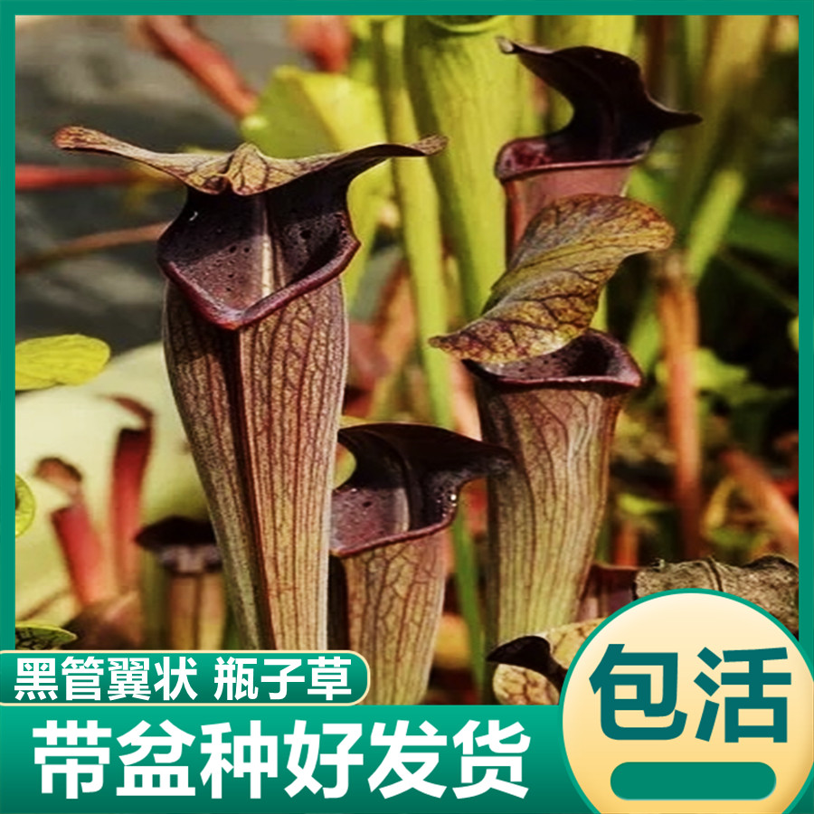 黑管翼状瓶子草 食虫植物吃虫子驱蚊草绿植食虫草捕蝇草花卉盆栽
