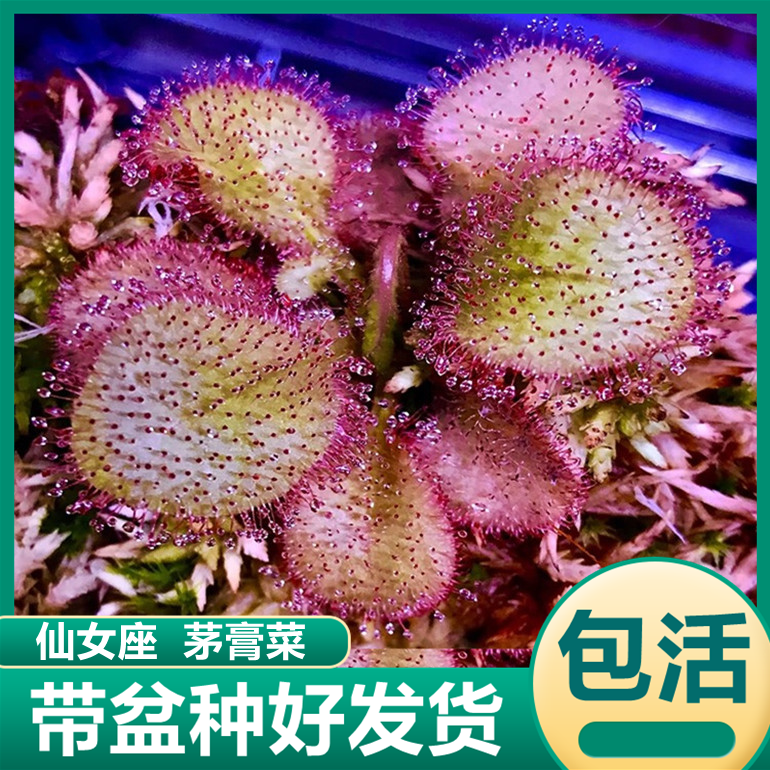 仙女座茅膏菜喜阴水培室内盆栽绿植食虫草粘液捉小黑飞苍蝇驱虫草