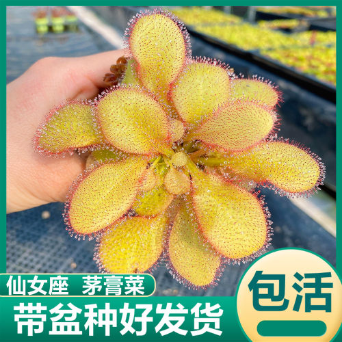 仙女座茅膏菜喜阴水培室内盆栽绿植食虫草粘液捉小黑飞苍蝇驱虫草