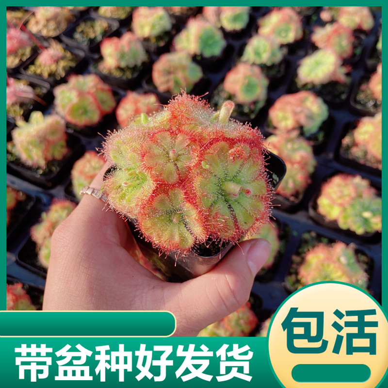 群生锦地罗茅膏菜 食虫植物捕虫草盆栽驱蚊趣味盆栽食虫草捉虫子