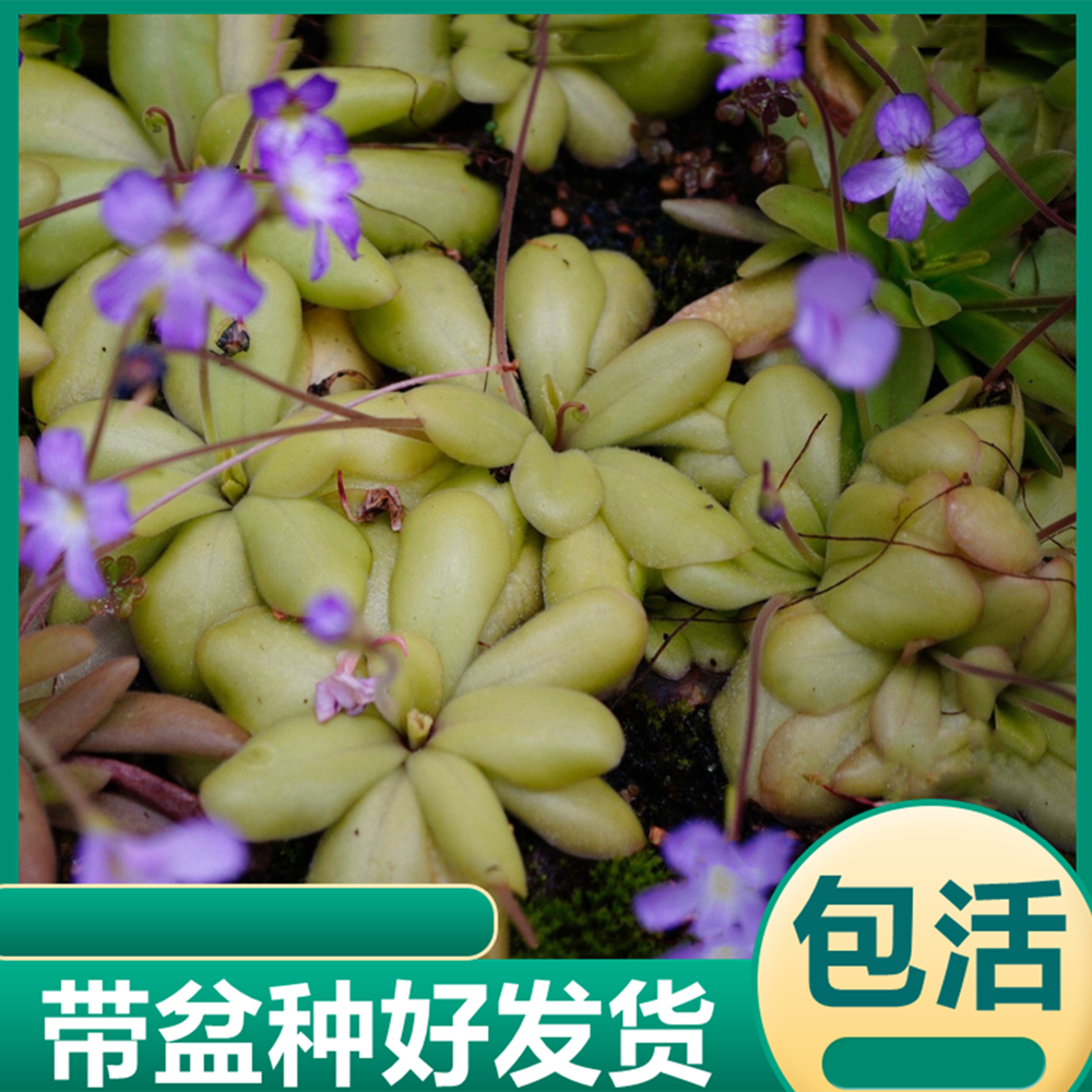 苹果捕虫堇 食虫植物食虫草捕蝇草驱蚊草花卉盆栽多肉植物