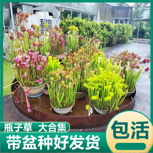 瓶子草大集合 食虫草白瓶紫瓶花哈密天鹅朱迪斯捕蝇草食虫植物