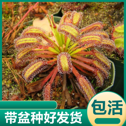 宽叶好望角茅膏菜红好望角食虫草植物捕虫盆栽驱虫草捕蝇草捕蝇草