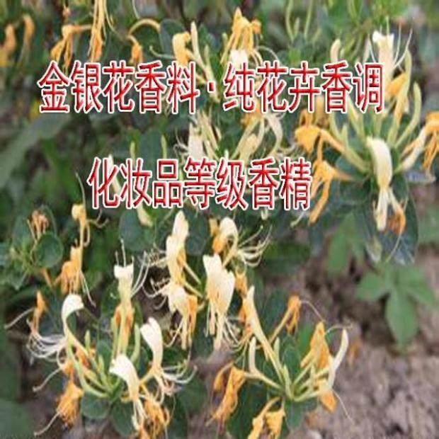 金银花香精 草本药香花 面膜霜液化妆品 植物浓缩加香剂 房间香薰