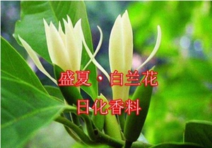 白兰花香精 浓缩香型 洗衣店遮味香精 家居酒店被单毛巾持久留香