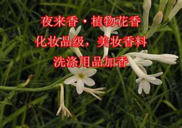 乳液面霜浓缩香料
