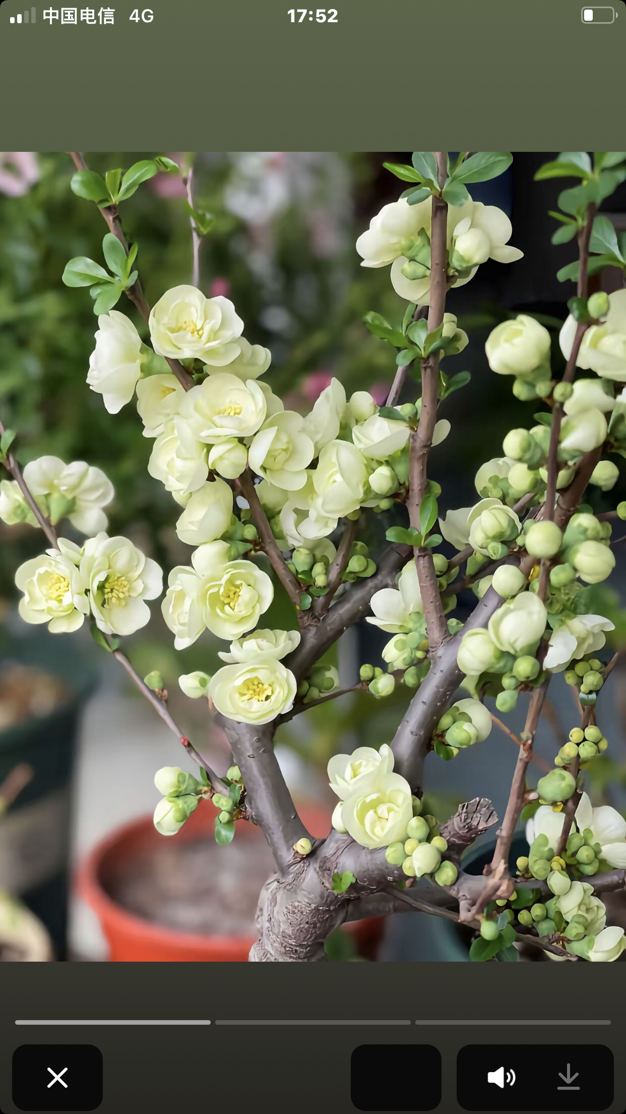 绿宝石海棠：海棠花盆栽四季开花树苗植物花卉室内盆景老桩阳台,鲜花速递/花卉仿真/绿植园艺,月季/蔷薇/玫瑰,淘宝优惠券,粉丝福利购,淘宝优惠卷