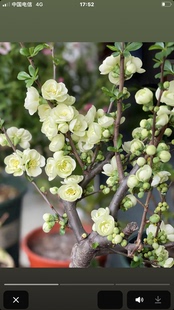 绿宝石海棠：海棠花盆栽四季开花树苗植物花卉室内盆景老桩阳台