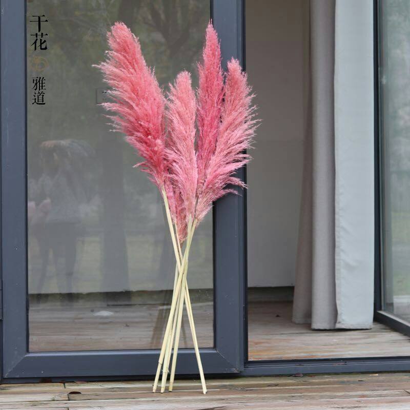 粉色大芦苇进口蒲苇 ins网红芦苇干花 橱窗婚庆舞台装饰拍照道具
