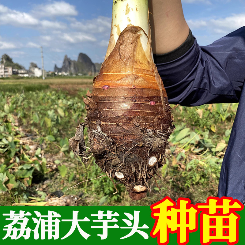 广西正宗桂林荔浦香芋种植苗大芋头槟榔芋粉糯香种子籽