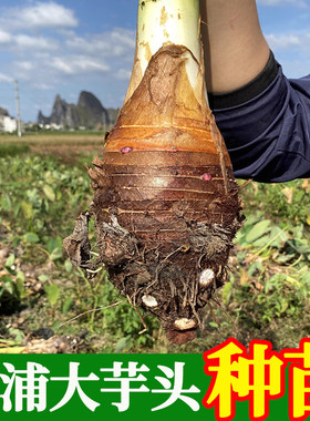 【保证正宗荔浦芋头种】荔浦直发