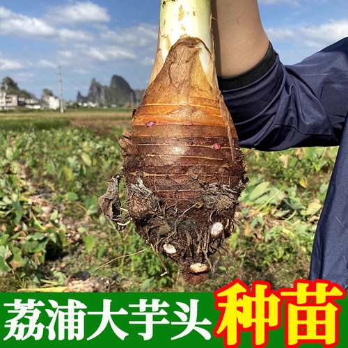 【保证正宗荔浦芋头种】荔浦直发