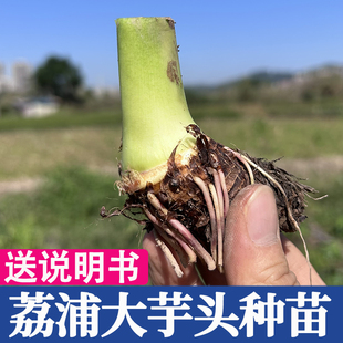正宗广西桂林荔浦香芋种植苗大芋头槟榔芋粉糯香种子籽
