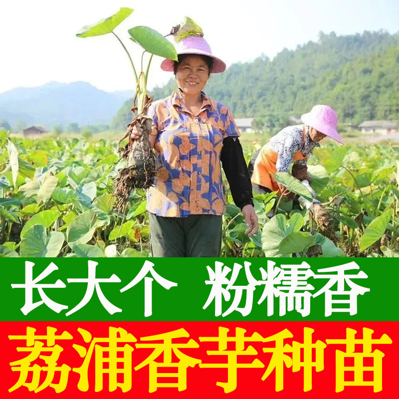 广西正宗桂林荔浦香芋种植苗大芋头槟榔芋粉糯香种子籽,水产肉类/新鲜蔬果/熟食,芋头,淘宝优惠券,粉丝福利购,淘宝优惠卷