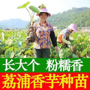 广西正宗桂林荔浦香芋种植苗大芋头槟榔芋粉糯香种子籽