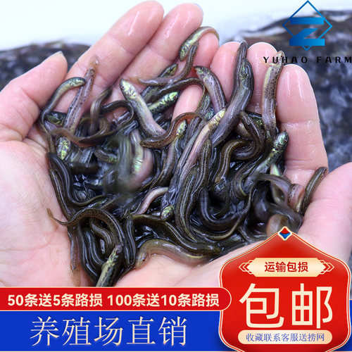 泥鳅鲜活钓翘嘴龙鱼乌龟饲料