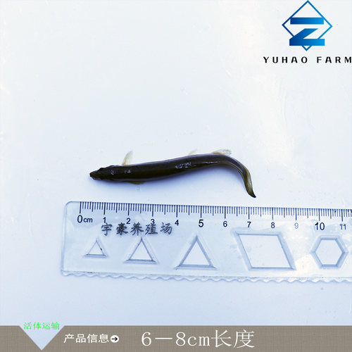 直销泥鳅苗活体鳅鱼淡水