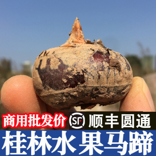 正宗荔浦马蹄特级荸荠桂林广西水果地栗当季新鲜特大果脆甜无渣