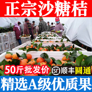 正宗砂糖橘广西荔浦新鲜现摘沙糖桔子送礼盒整箱顺丰50斤批发