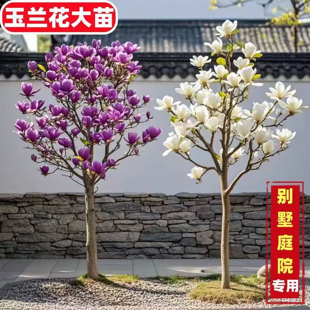 玉兰花树苗带花苞庭院室外四季好养红白紫玉兰花盆栽花卉耐寒大树图片