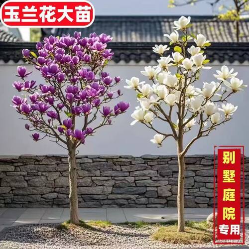 玉兰花树苗带花苞庭院室外四季好养红白紫玉兰花盆栽花卉耐寒大树