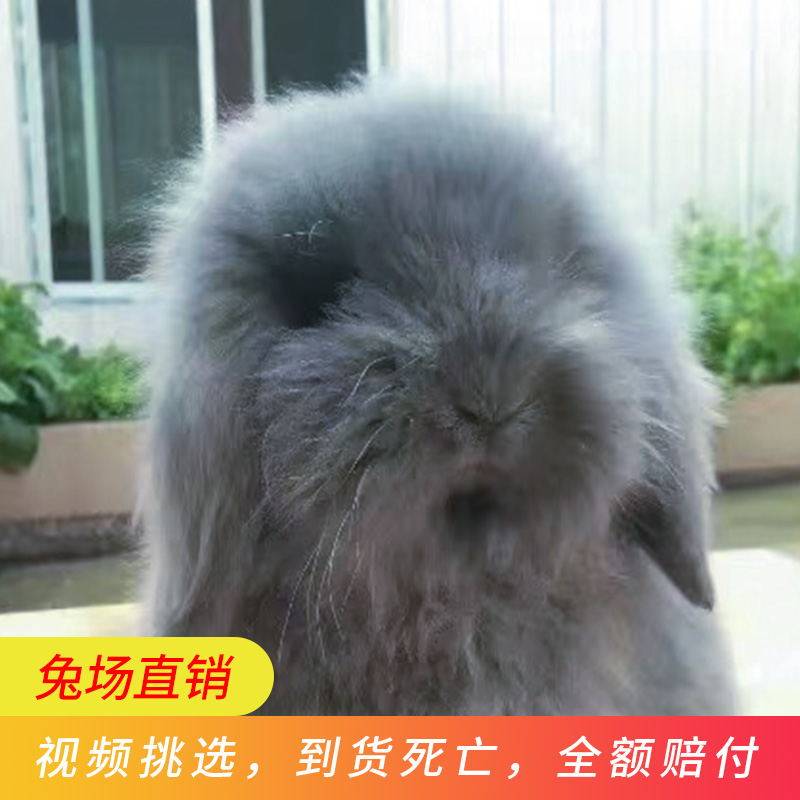垂耳兔纯种宠物兔折耳兔灰白道奇盖脸猫猫兔侏儒兔迷你小兔子活物_虎窝淘