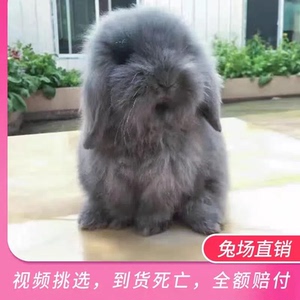 垂耳兔宠物兔活物不咬人迷你可爱侏儒盖脸猫猫短毛长毛兔好养小宠